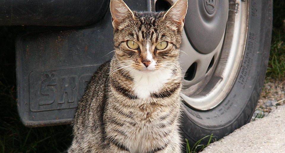 Водителям Долгопрудного следует осматривать перед поездкой автомобили из-за прячущихся в них кошек