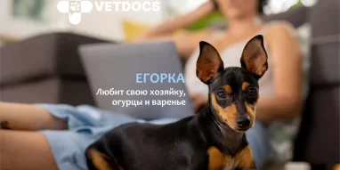 Ветеринарная клиника Vetdocs на Лихачёвском проспекте фотография 7